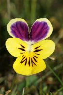 06-5122 Mountain Pansy (Viola Lutea)Widdy Bank Fell Nature Reserve, Upper Teesdale, County Durham